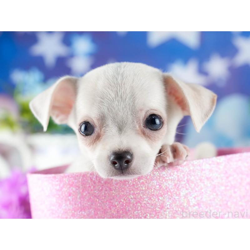 販売中の茨城県のチワワ(スムースコート)-432982の6枚目