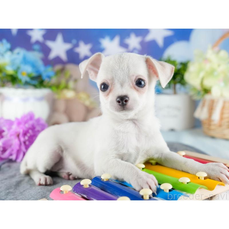 販売中の茨城県のチワワ(スムースコート)-432982の5枚目