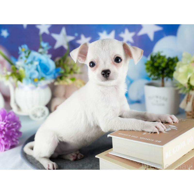 販売中の茨城県のチワワ(スムースコート)-432982の4枚目