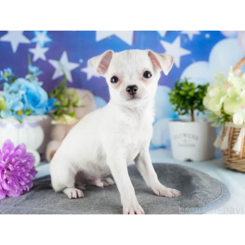 販売中の茨城県のチワワ(スムースコート)-432982の3枚目