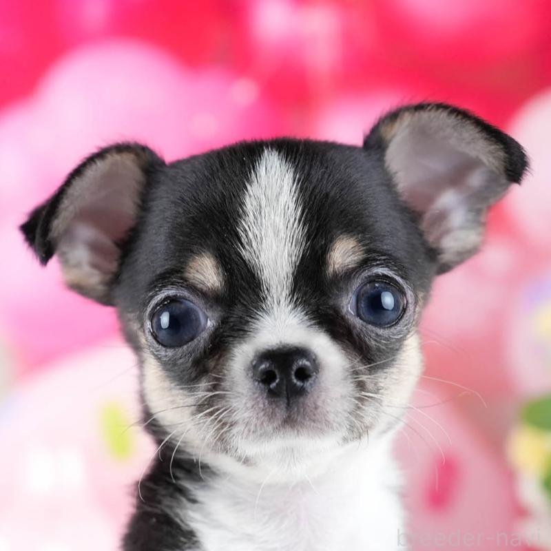 販売中の茨城県のチワワ(スムースコート)-432991の9枚目