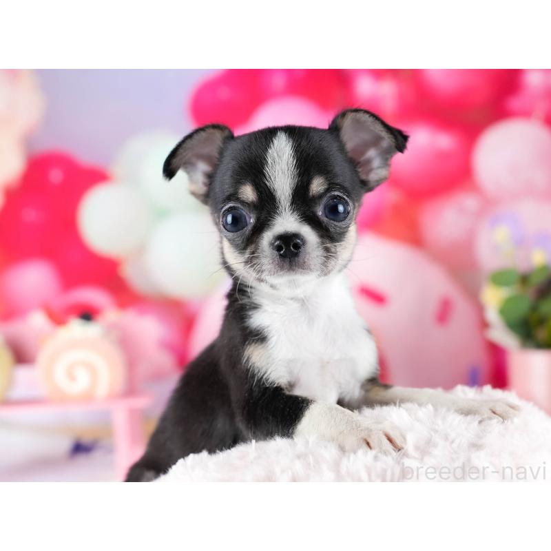 販売中の茨城県のチワワ(スムースコート)-432991の8枚目