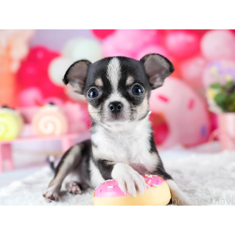 販売中の茨城県のチワワ(スムースコート)-432991の7枚目