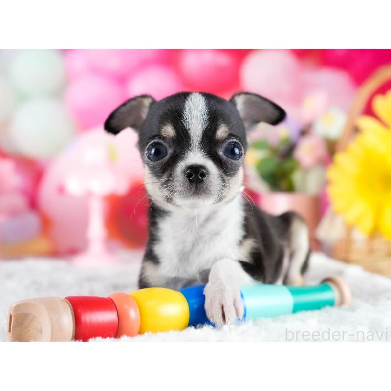 販売中の茨城県のチワワ(スムースコート)-432991の6枚目