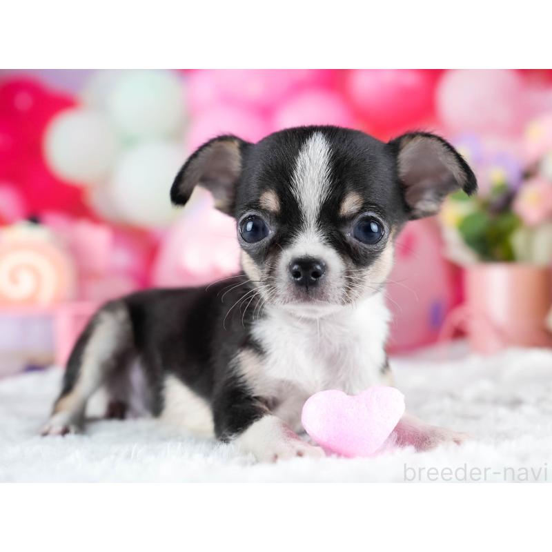 販売中の茨城県のチワワ(スムースコート)-432991の5枚目