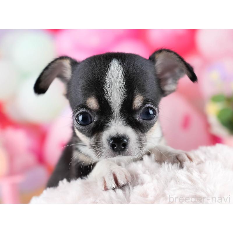 販売中の茨城県のチワワ(スムースコート)-432991の4枚目