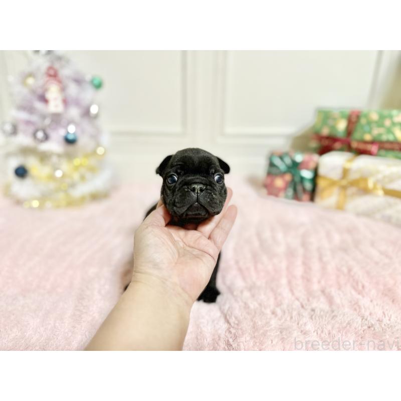 販売中の京都府のフレンチブルドッグ-432957の6枚目