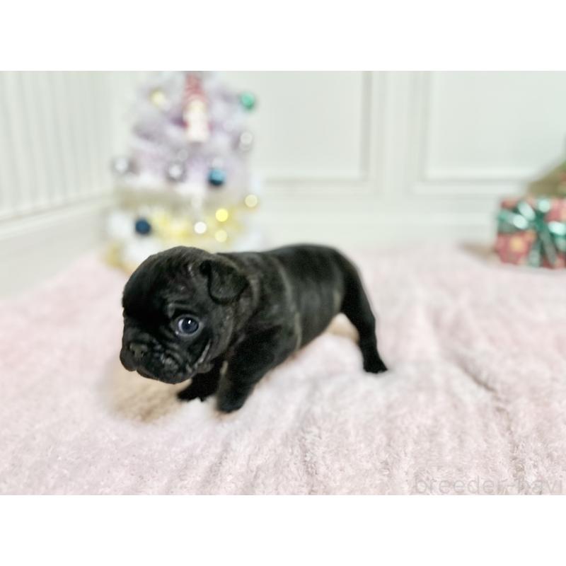 販売中の京都府のフレンチブルドッグ-432957の5枚目