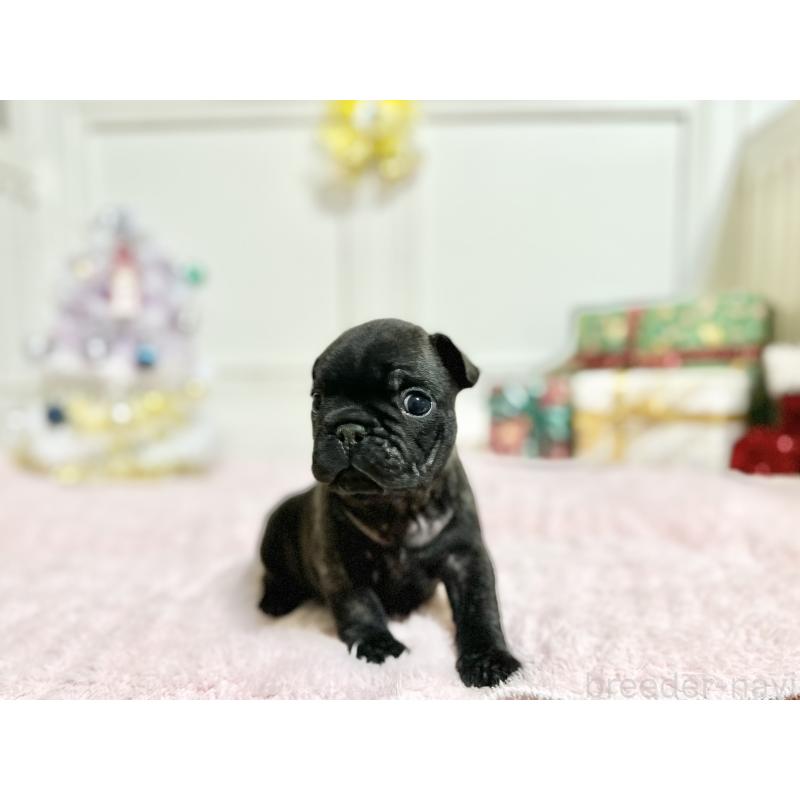 販売中の京都府のフレンチブルドッグ-432957の3枚目