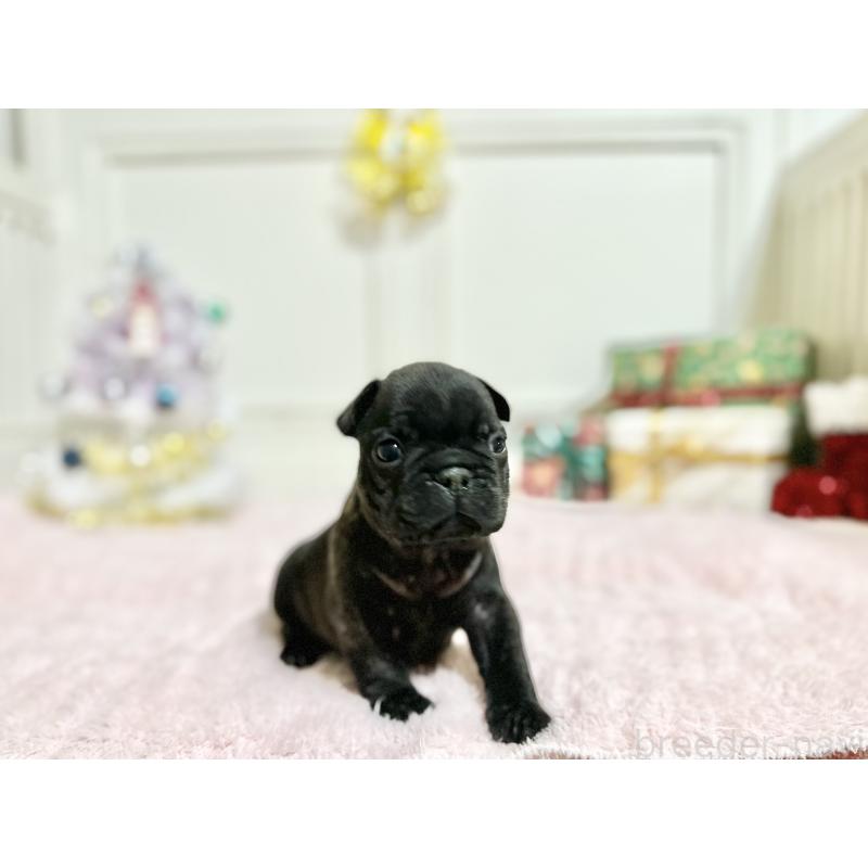 販売中の京都府のフレンチブルドッグ-432957の2枚目