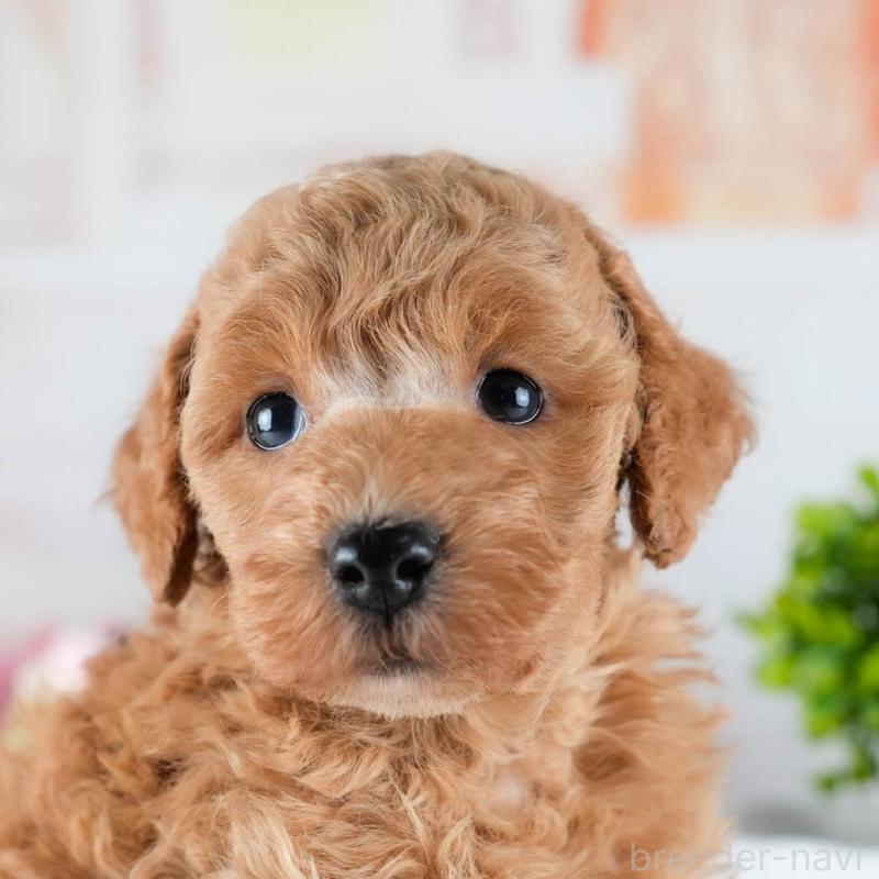 販売中の茨城県のトイプードル-432984の9枚目