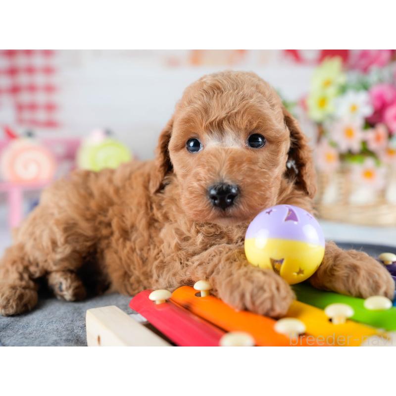 販売中の茨城県のトイプードル-432984の8枚目