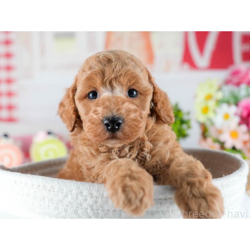 販売中の茨城県のトイプードル-432984の7枚目