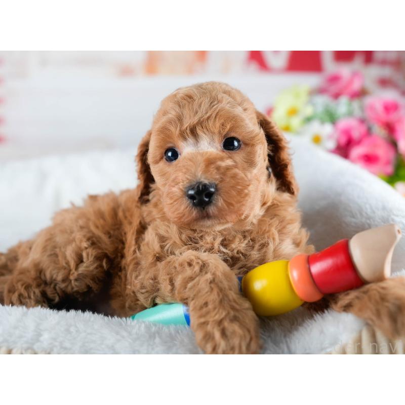 販売中の茨城県のトイプードル-432984の6枚目