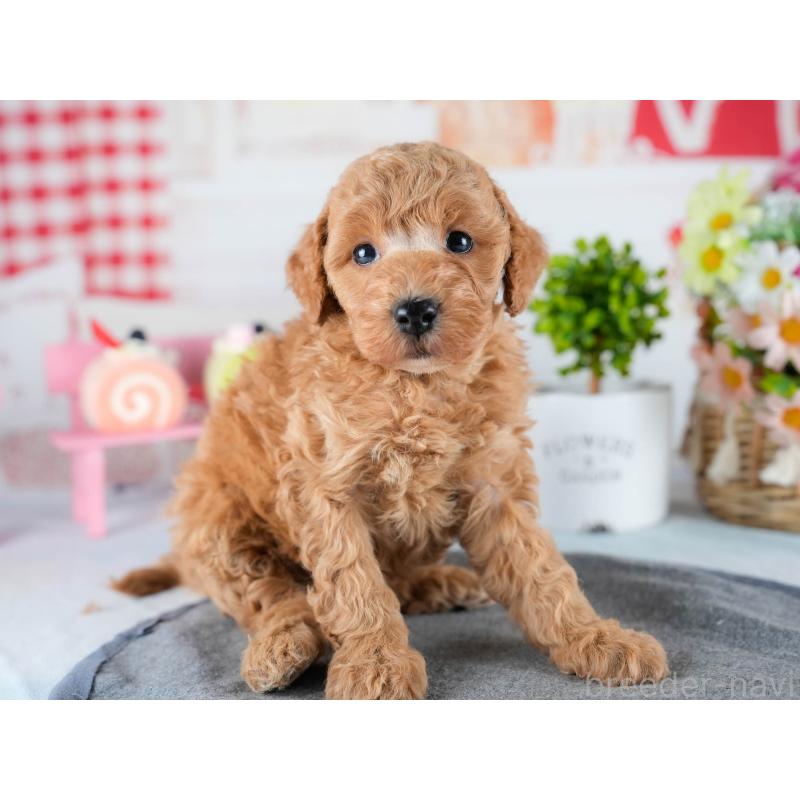 販売中の茨城県のトイプードル-432984の5枚目