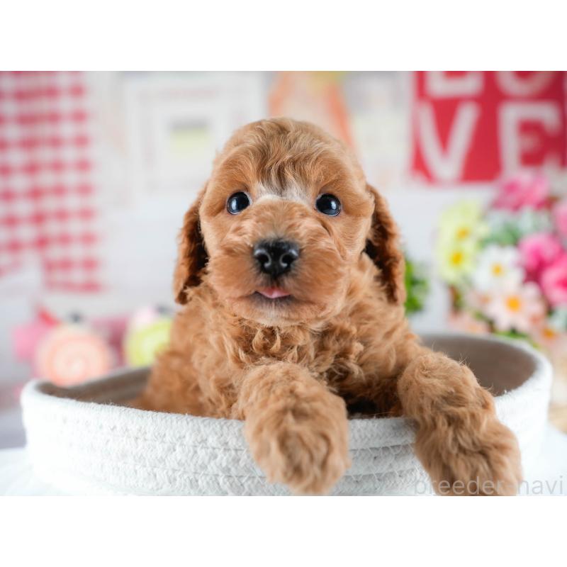 販売中の茨城県のトイプードル-432984の4枚目