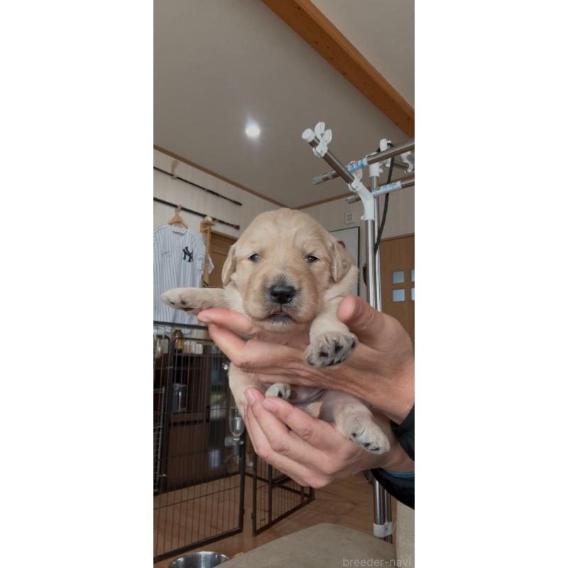 販売中の佐賀県のゴールデンドゥードル:ゴールデンレトリーバー×プードル-432959の6枚目