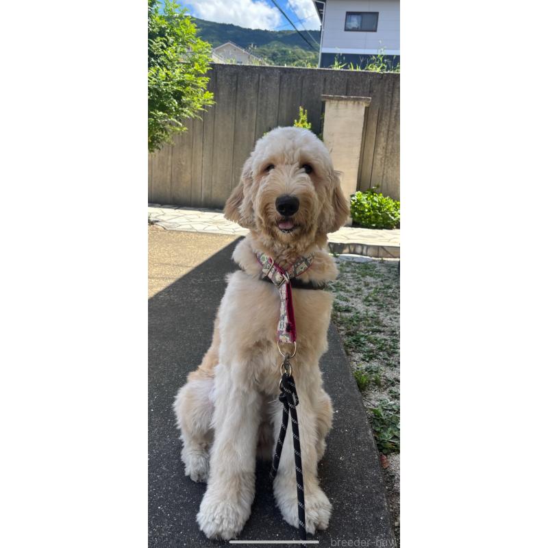 販売中の佐賀県のゴールデンドゥードル:ゴールデンレトリーバー×プードル-432959の2枚目