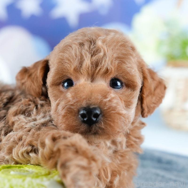 販売中の茨城県のトイプードル-432983の9枚目