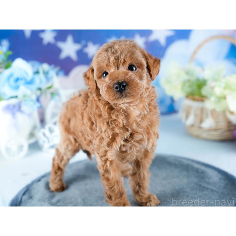 販売中の茨城県のトイプードル-432983の8枚目