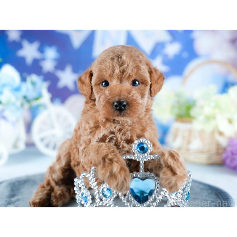 販売中の茨城県のトイプードル-432983の7枚目