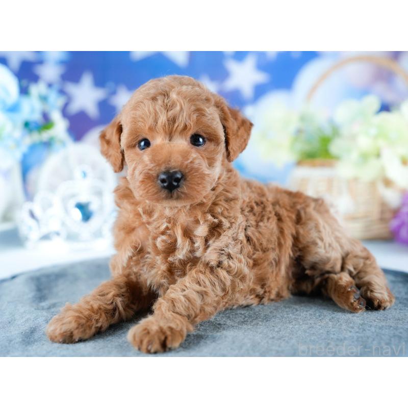 販売中の茨城県のトイプードル-432983の6枚目