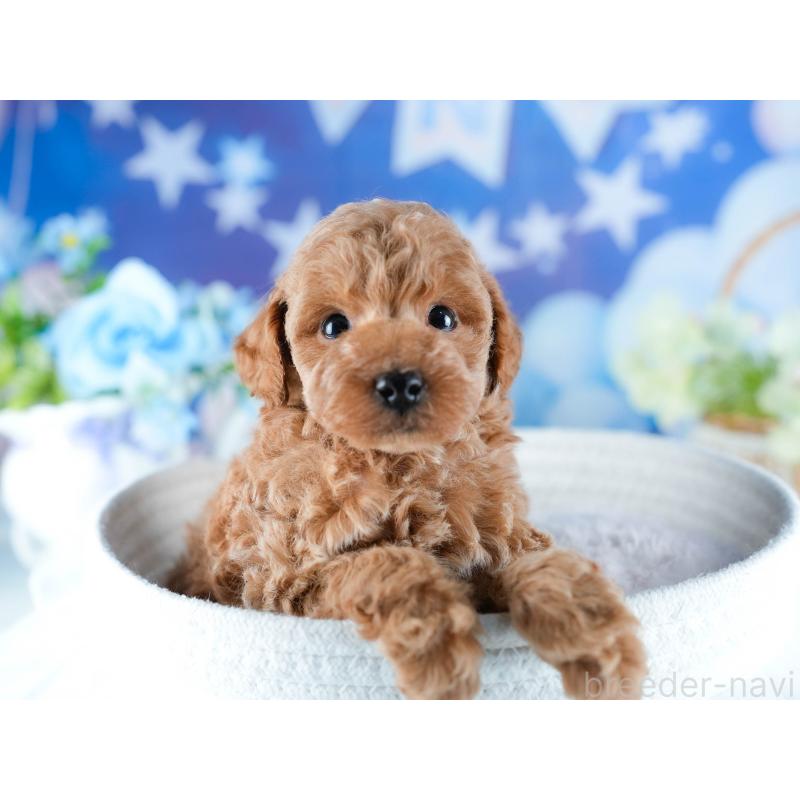 販売中の茨城県のトイプードル-432983の5枚目