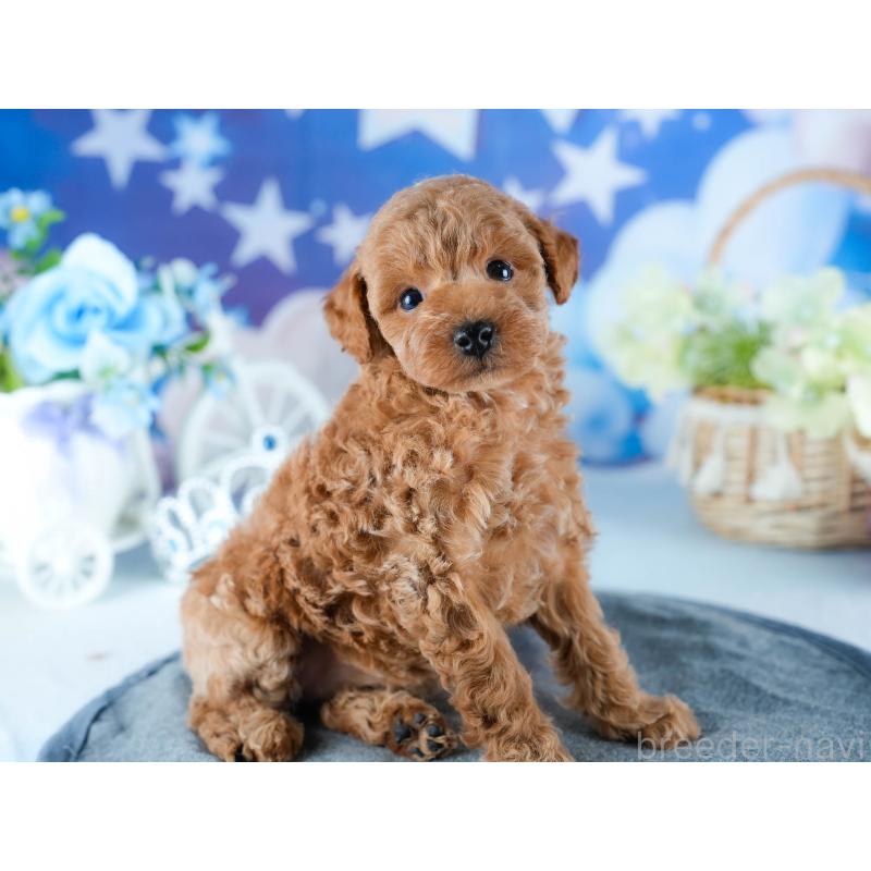 販売中の茨城県のトイプードル-432983の4枚目