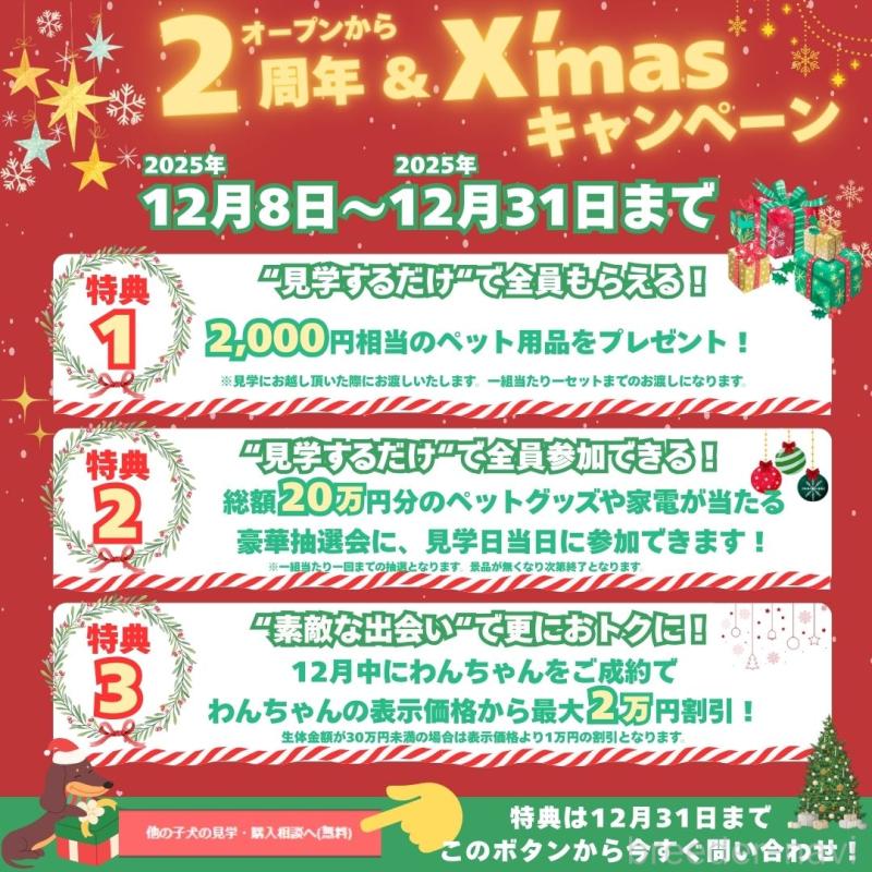 販売中の茨城県のトイプードル-432980の15枚目