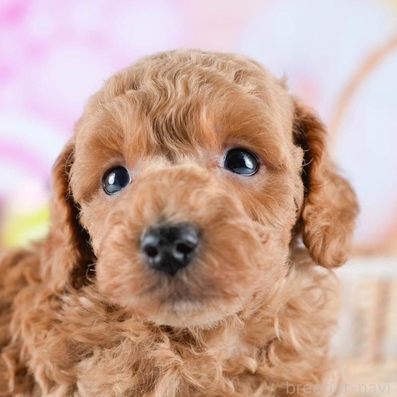 販売中の茨城県のトイプードル-432980の9枚目