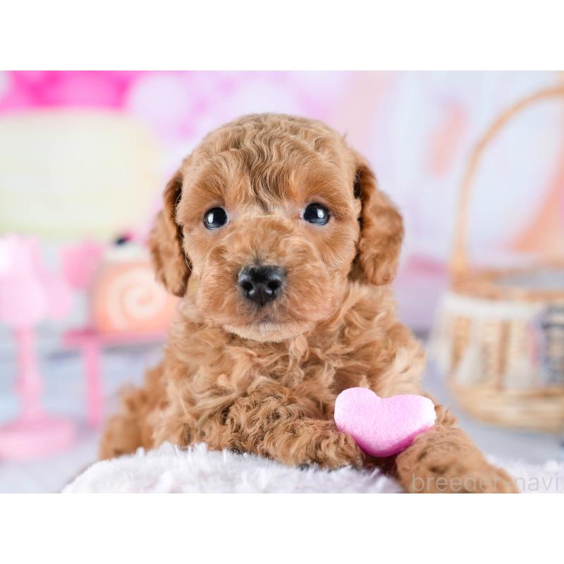 販売中の茨城県のトイプードル-432980の8枚目