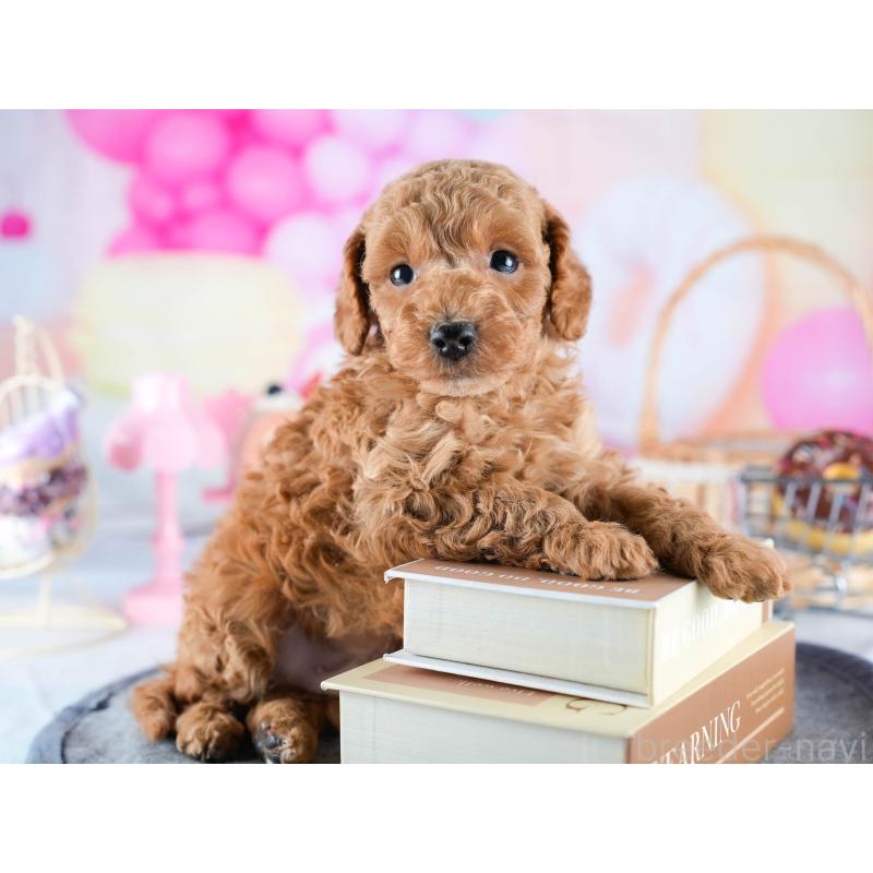 販売中の茨城県のトイプードル-432980の7枚目