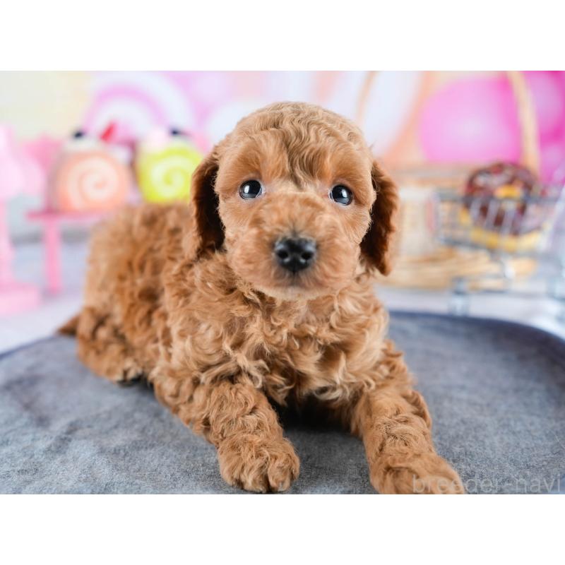 販売中の茨城県のトイプードル-432980の6枚目