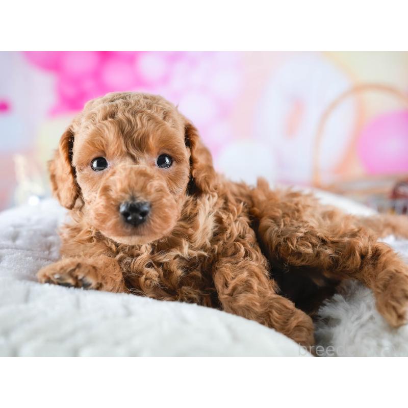 販売中の茨城県のトイプードル-432980の5枚目