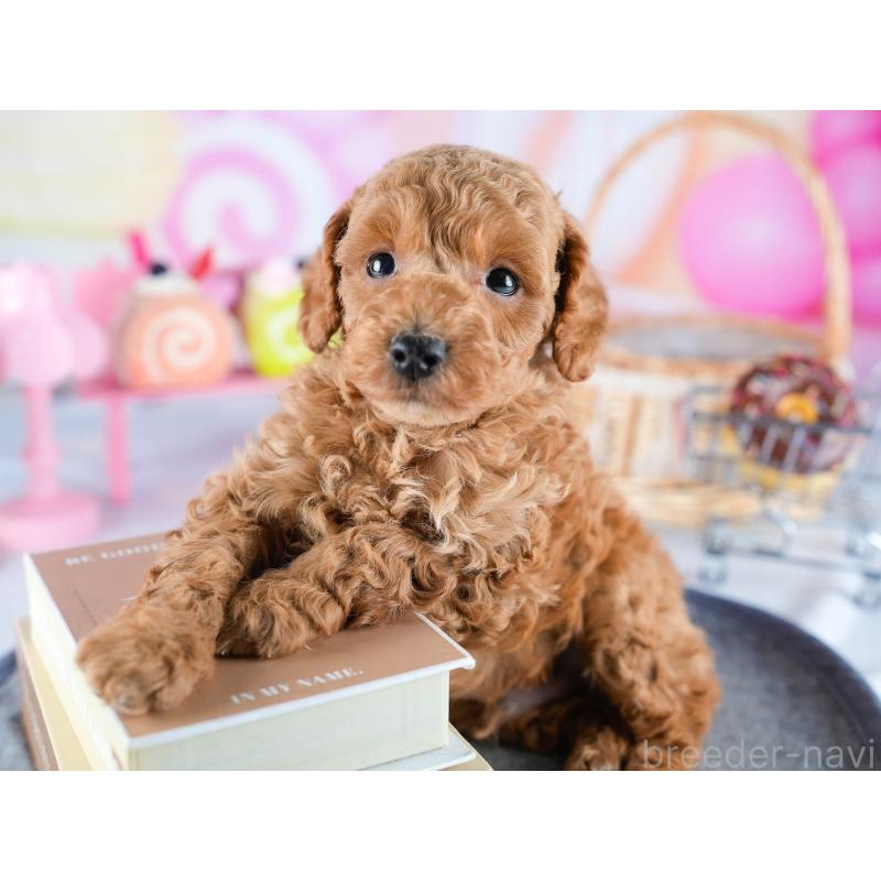 販売中の茨城県のトイプードル-432980の4枚目