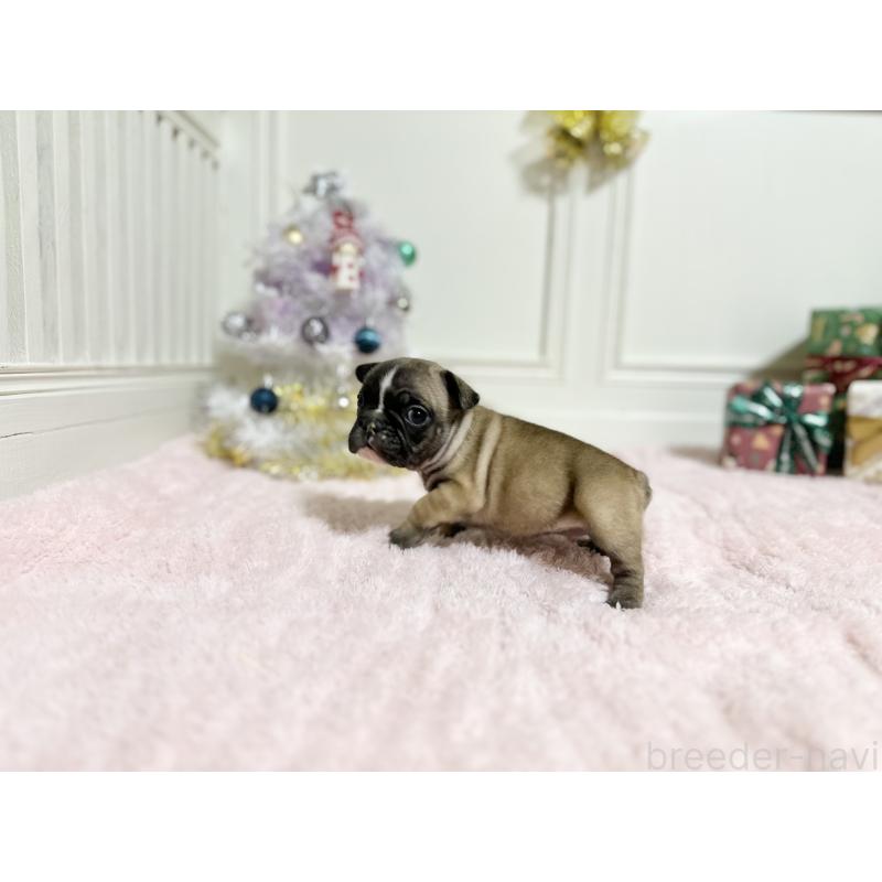 販売中の京都府のフレンチブルドッグ-432958の6枚目