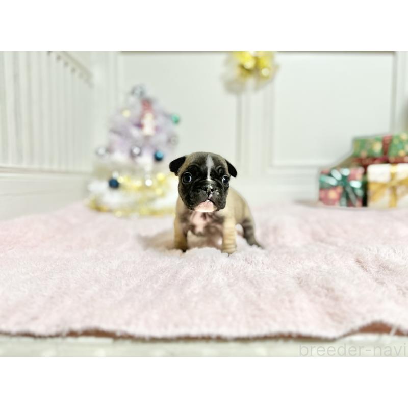 販売中の京都府のフレンチブルドッグ-432958の5枚目