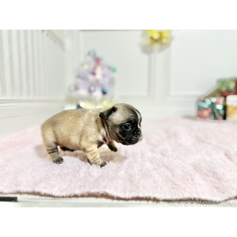 販売中の京都府のフレンチブルドッグ-432958の4枚目