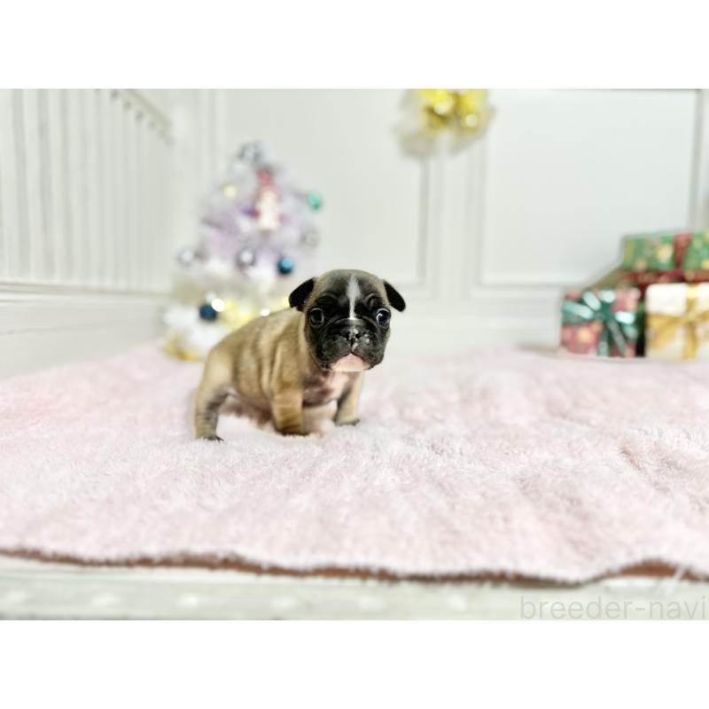 販売中の京都府のフレンチブルドッグ-432958の3枚目