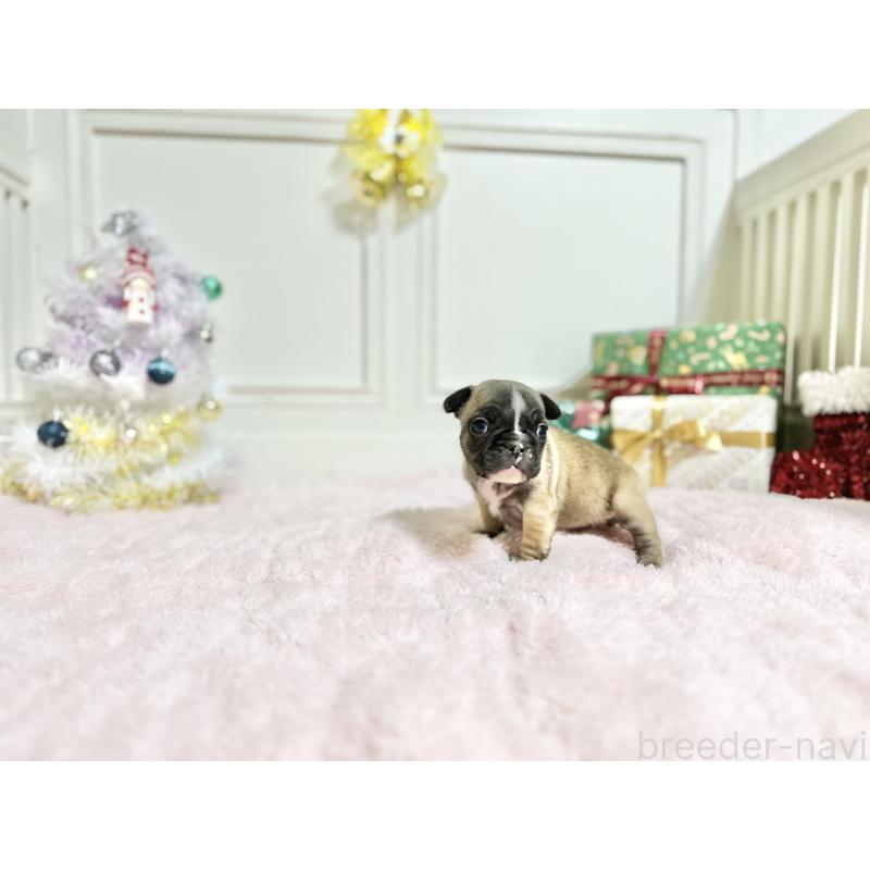 販売中の京都府のフレンチブルドッグ-432958の2枚目