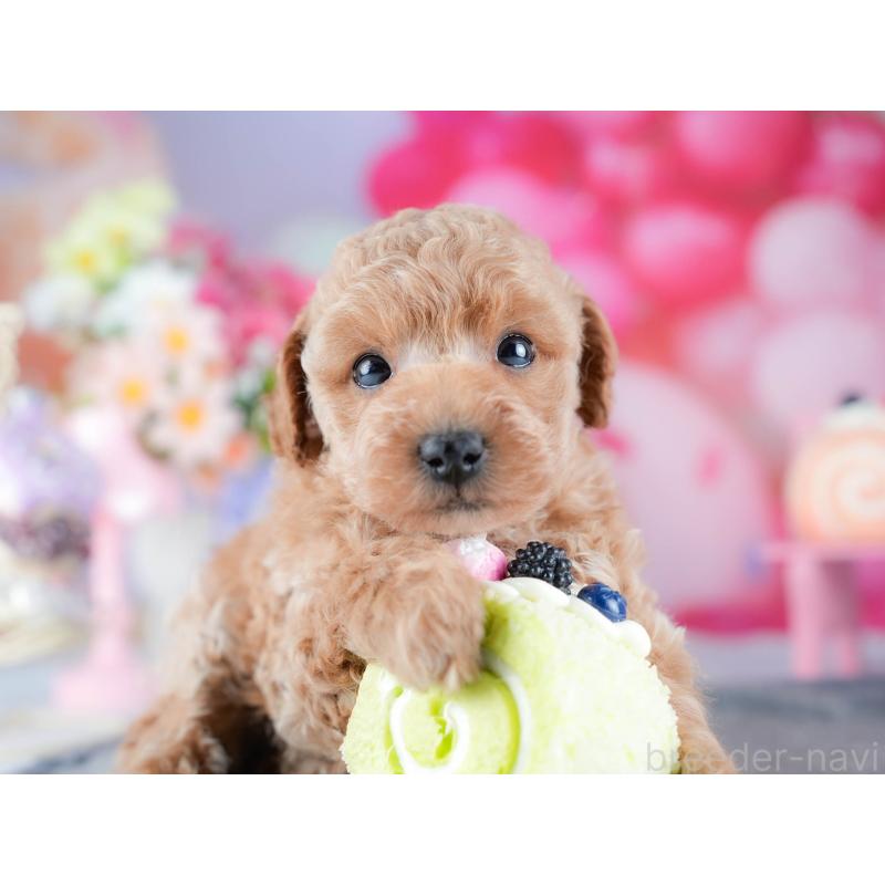 販売中の茨城県のトイプードル-432976の8枚目