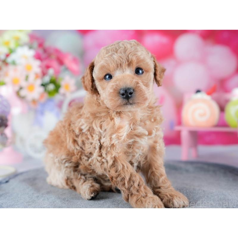 販売中の茨城県のトイプードル-432976の7枚目