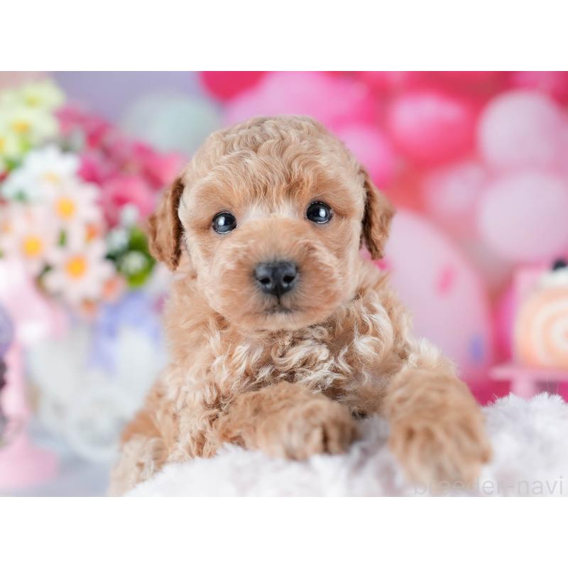 販売中の茨城県のトイプードル-432976の6枚目