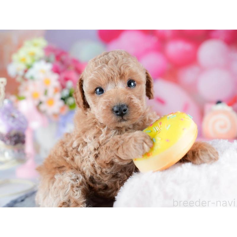 販売中の茨城県のトイプードル-432976の5枚目