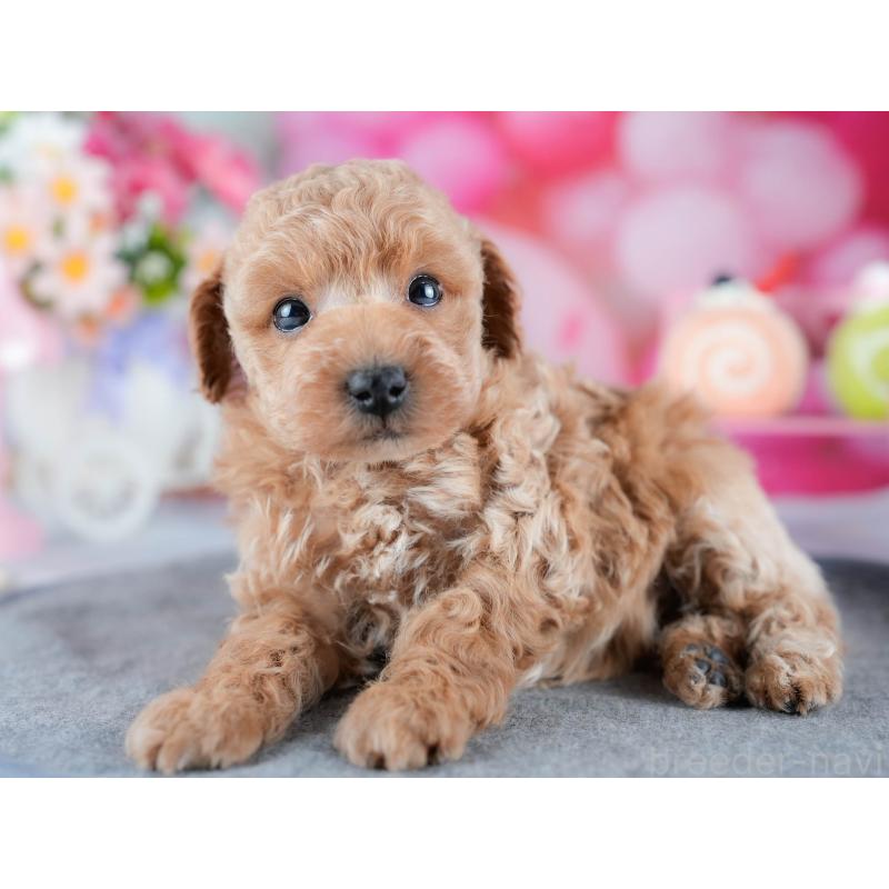 販売中の茨城県のトイプードル-432976の4枚目