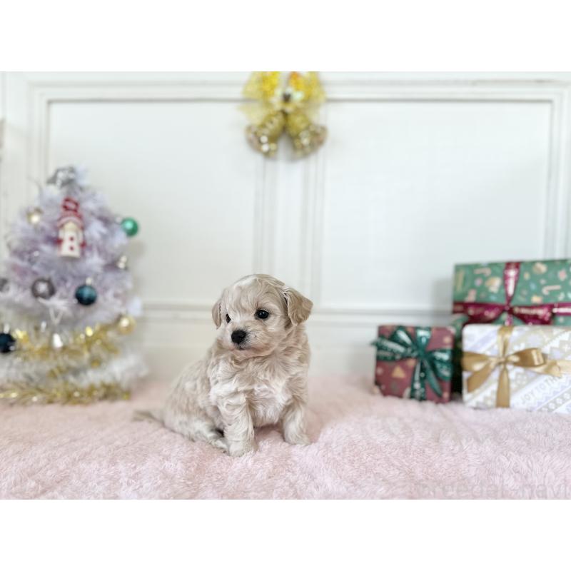 販売中の京都府のチワプー:チワワ×トイプードル-432961の3枚目