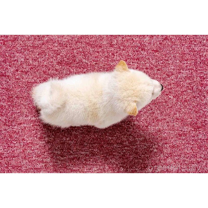 販売中の大分県の豆柴-432960の5枚目