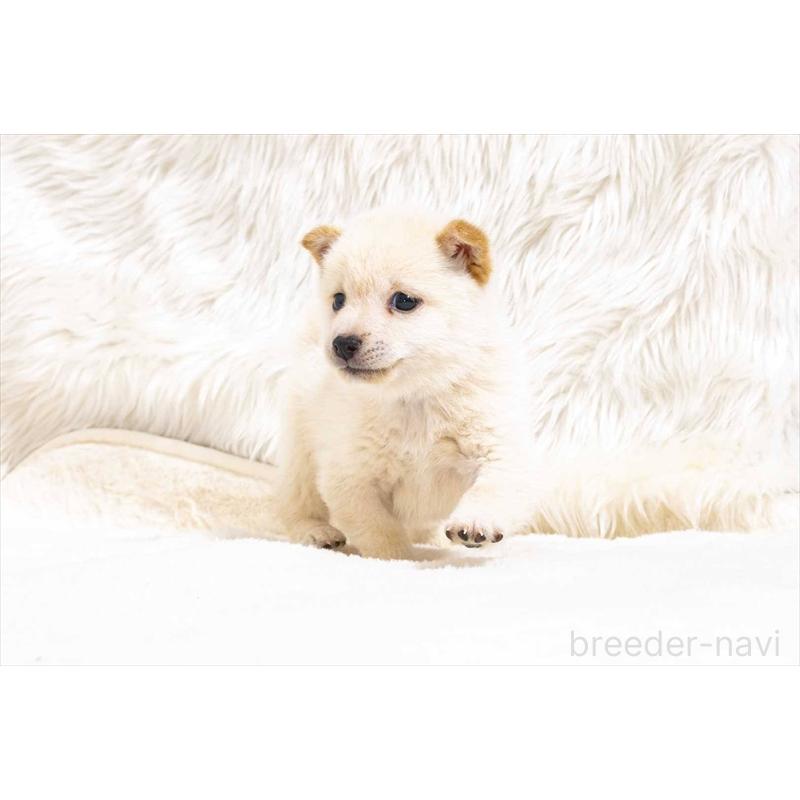 販売中の大分県の豆柴-432960の4枚目