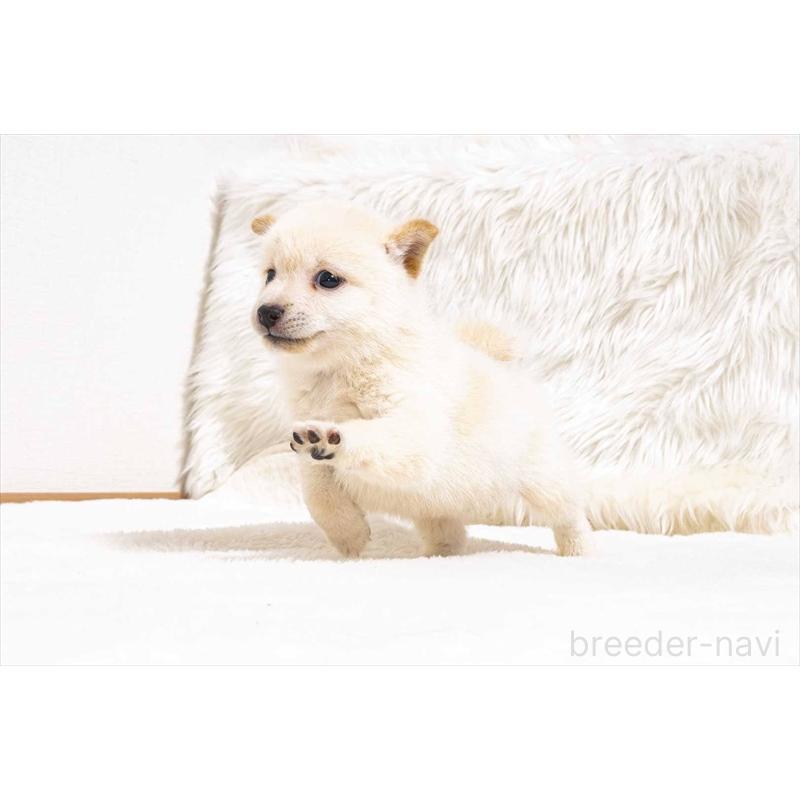 販売中の大分県の豆柴-432960の3枚目