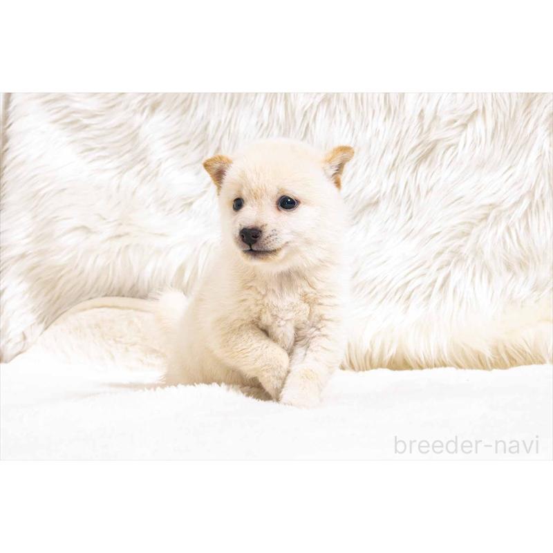 販売中の大分県の豆柴-432960の2枚目